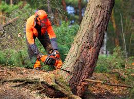 How Our Tree Care Process Works  in  Clinton, SC