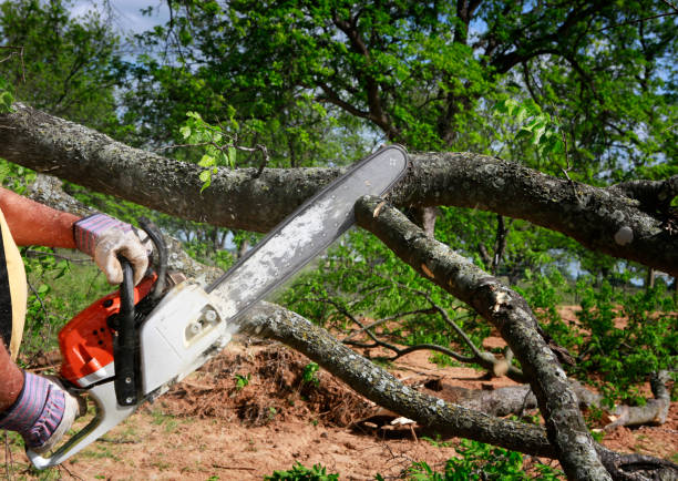 Best Tree Maintenance Programs  in Clinton, SC